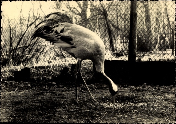 Postcard goods on the Müritz, crane