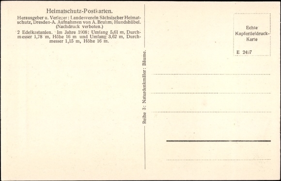 PC Rehnsdorf Elstra Sachsen, Rittergut, Edelkastanienbaum