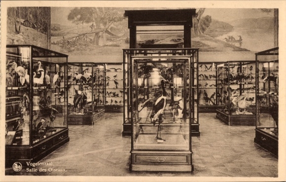 KP Tervuren Tervueren Flemish Brabant Flanders, Bird Hall, Bird Hall, showcases with birds