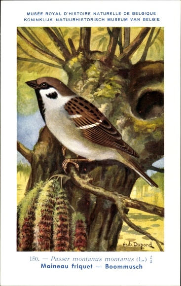 Artist Postcard Dupond, Hub., Passer montanus, Tree Sparrow