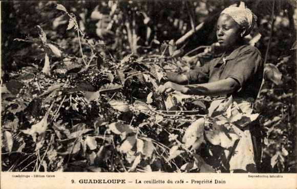 KP Saint Claude Guadeloupe, La Cueillette du cafe, Propriété Dain, zbiory kawy