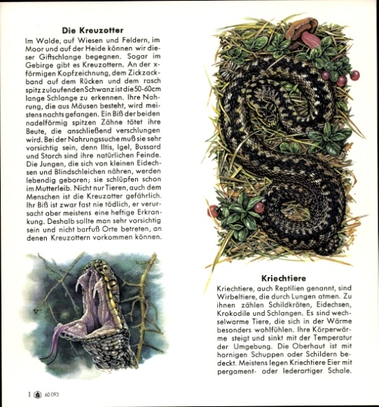 Timetable Neuspar, Neue Sparkasse Hamburg, snake adder reptiles around 1960
