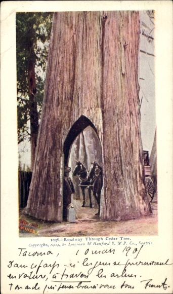 Ak Tacoma Washington USA, Durchfahrt durch einen Zedernbaum, Naturaufnahme,  