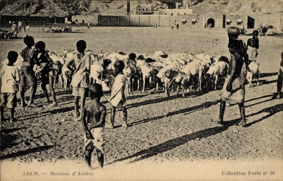 KP Aden Jemen, Moutons d'Arabie