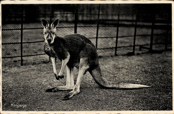 Postcard Zoo, Kangaroo