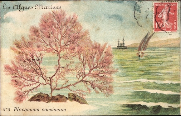 Postcard Seaweed, Plocamium coccineum, Algen