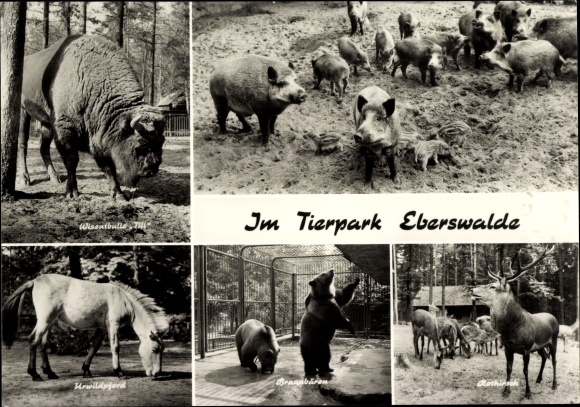 Ak Eberswalde im Barnim, Tierpark, Wildschweine, Wisentbulle, Urwildpferd, Braunbären, Rothirsch