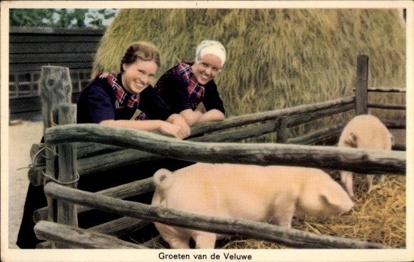 Ak Hoge Veluwe Gelderland Niederlande, Bäuerinnen in Tracht, Schweine