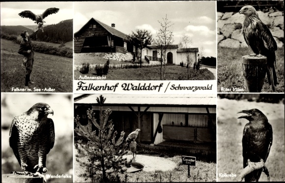 Postcard Walddorf Altensteig Black Forest, Falkenhof, Common Raven, Peregrine Falcon, Sea Eagle, Red Kite