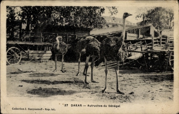 Postcard Dakar, Senegal, Ostriches from Senegal