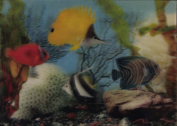 3 D Postcard Tropical fish in the aquarium