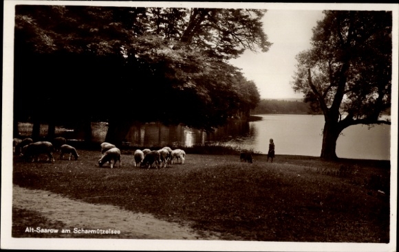 Postcard Alt Saarow Bad Saarow in der Mark, Scharmützelsee, flock of sheep