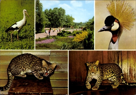 Postcard Tierpark Berlin, stork, crowned crane, salt cat, Afghan leopard