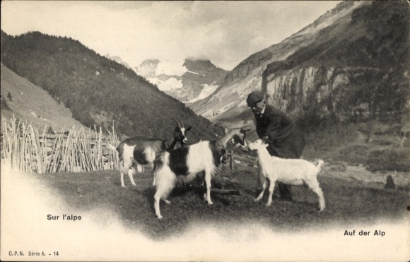 Ak Alpen, Gebirge, Bauer, Ziegen