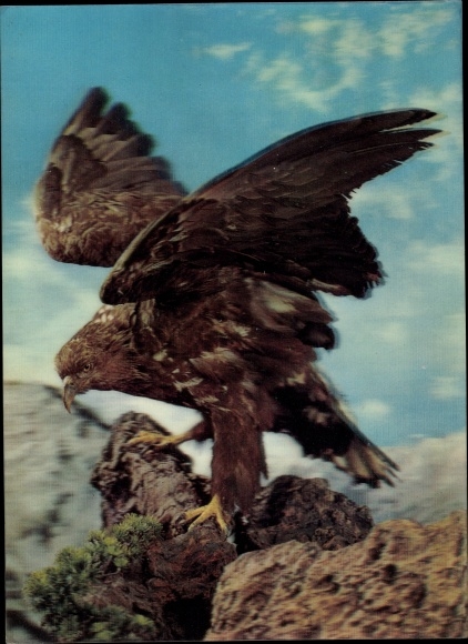 3 D Postcard eagle on rock