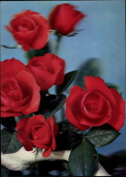 3D Postcard Three red rose petals, flowers
