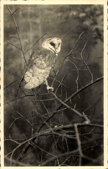 Photo Postcard Owl on Tree, Branch, Bird
