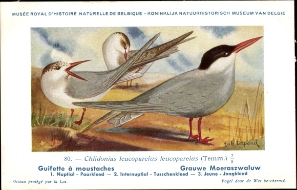 Artist PC Dupond, Hub., Chlidonias leucopareius, Gray Tern