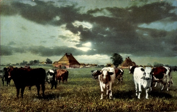 Ak Achterwehr in Holstein, Kuhherde