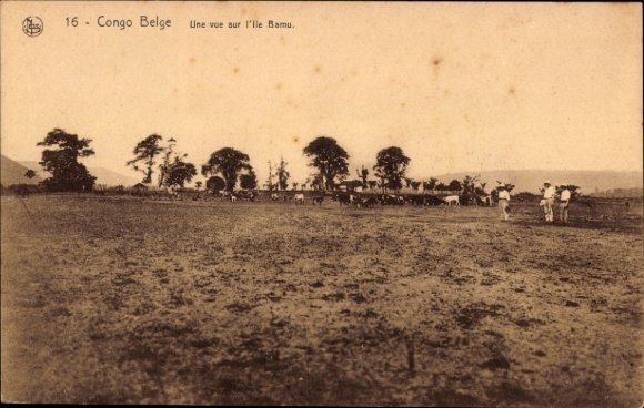 Ak Congo Belge DR Kongo Zaire, Schwarz-Weiß-Foto, Landschaft, Kühe, Bäume,  Insel Bamu