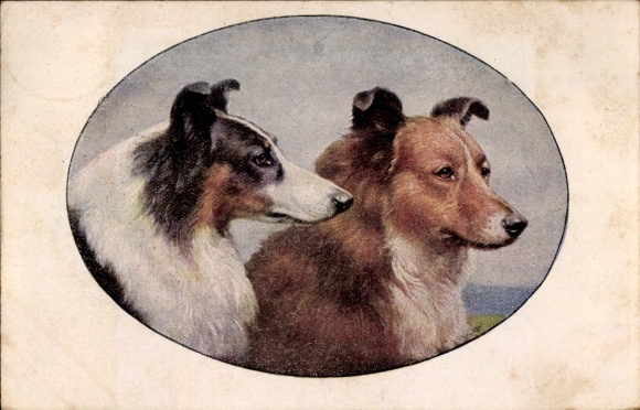 Ak Zwei Hunde, Collies