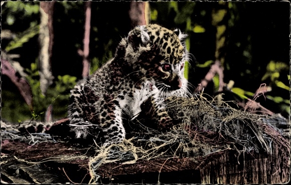 African Wildlife Ak, Baby Panther
