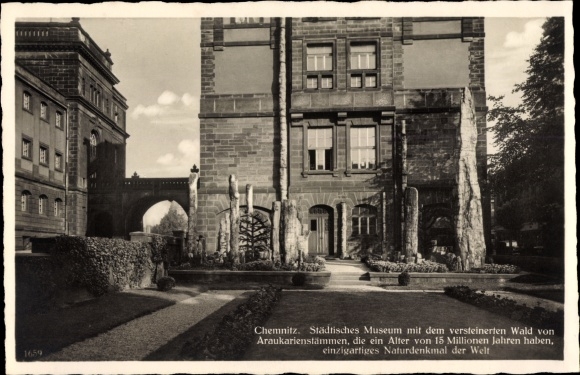 Postcard Chemnitz in Saxony, Municipal Museum, Petrified Forest, Araucaria tribes