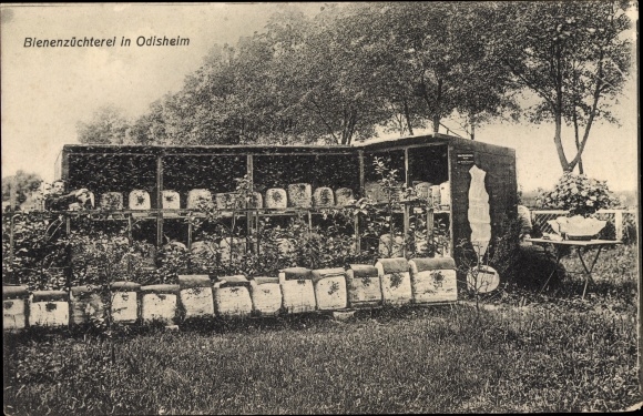 Postcard Odisheim in Lower Saxony, beekeeping, beekeeping, beehives