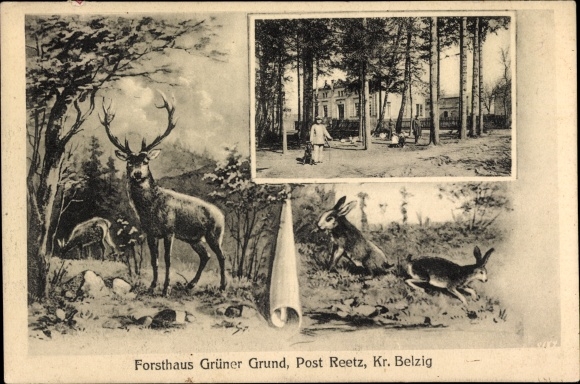 Ansichtkaart Reetz Wiesenburg in der Mark, boswachtershuis Grüner Grund, herten, konijnen