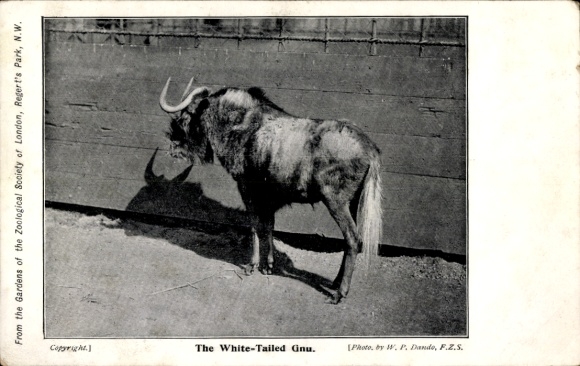 PC White-Tailed Gnu