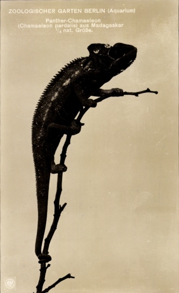 Postcard Zoological Garden Berlin, Aquarium, Panther Chameleon from Madagascar