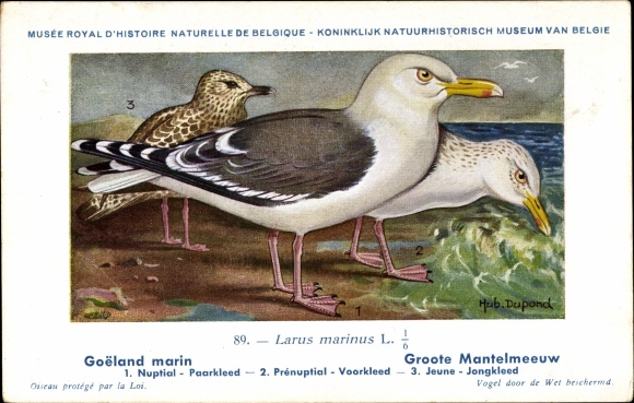 Artist PC Dupond, Hub., Larus marinus, Grote Mantelmeeuw
