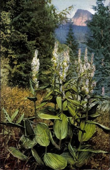 7 AK in the envelope, Medicinal Plants II. Series by Josef Ostermaier