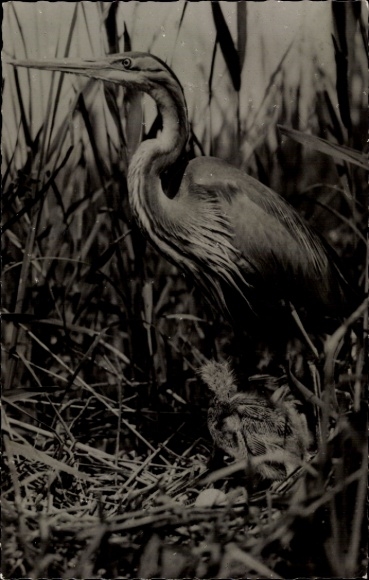 Postcard purple heron, bird
