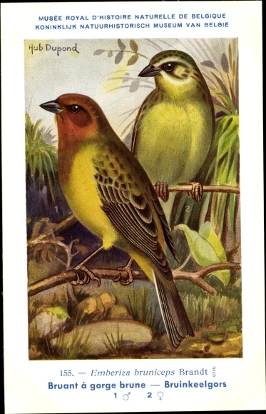 Artist PC Dupond, Hub., Emberiza bruniceps, Braunkopfammer