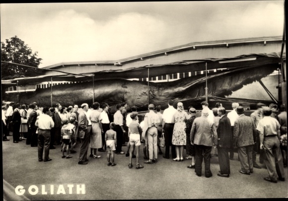 Postcard Trondhjem Trondheim Norway, Goliath, giant whale caught 1954