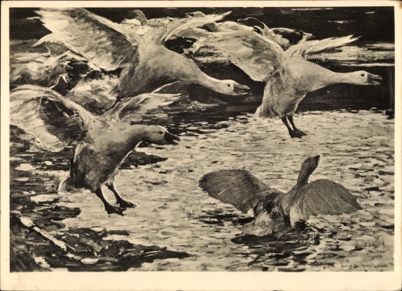 Artist PC Schramm Zittau, Rud., Falling Geese, HDK 528