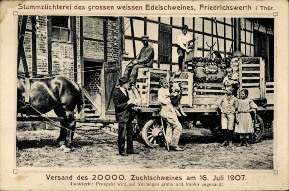 Ak Friedrichswerth in Thüringen, Stammzüchterei des weißen Edelschweines 1907