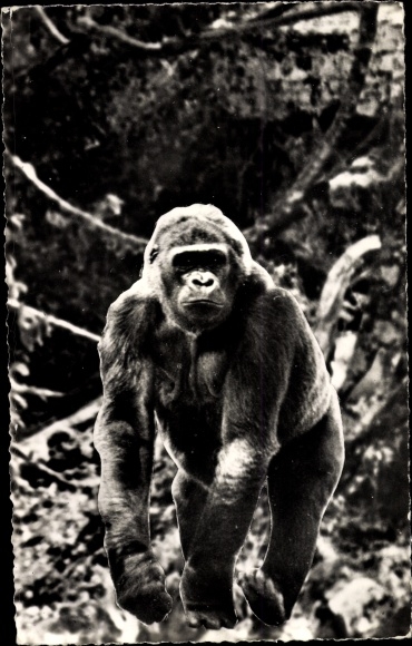 Postcard African Wildlife, Gorilla