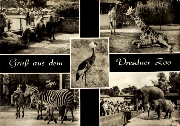 Postcard Dresden Altstadt, Dresden Zoo, crane, camels, giraffe, zebra and elephant