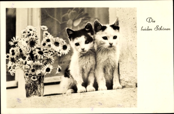 Postcard Holzkirchen in Upper Bavaria, two cats look out the window.