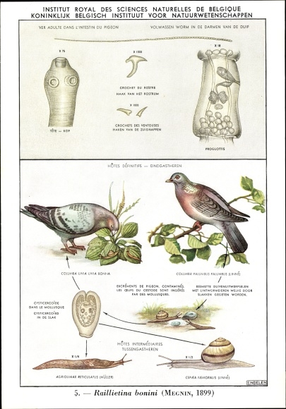 Postcard Raillietina bonini, Parasit, Royal Belgian Institute of Natural Sciences