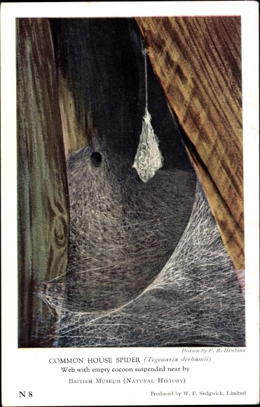 Artist PC Common House Spider, Spider Web, British Museum