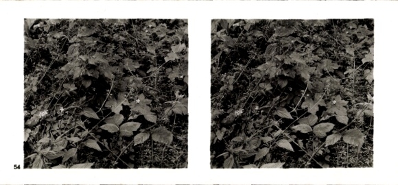 Stereo photo From the community of the forest, fight for existence, fight for light