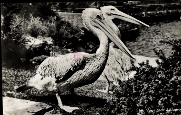 Postcard Alphen aan den Rijn South Holland, bird park, pelicans