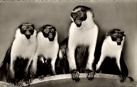 Postcard Zoological Garden Berlin, Diana Meerkatzen