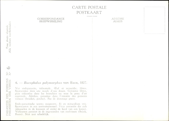 Artist Postcard Bucephalus polymorphus, Fischparasit, Royal Belgian Institute of Natural Sciences