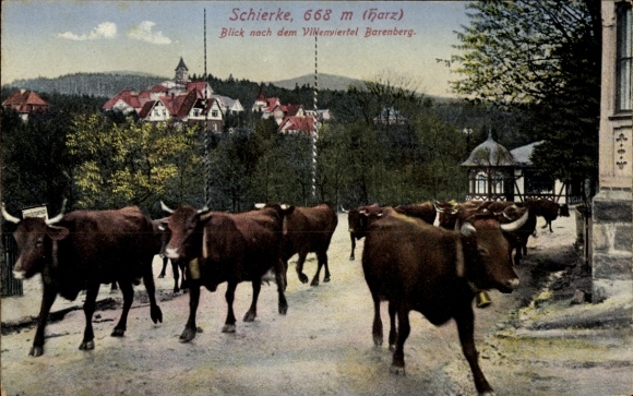 Postcard Schierke Wernigerode in the Harz Mountains, cow parade, mountain backdrop, historic buildings, Harz region...
