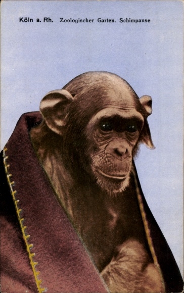 Postcard Cologne on the Rhine, Zoological Garden, chimpanzee