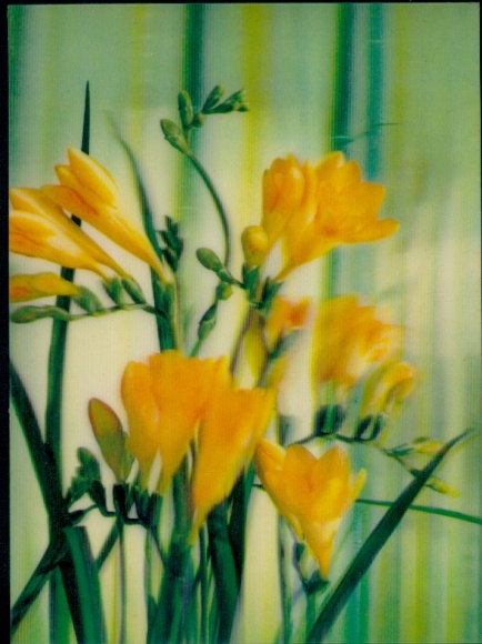 3 D Postcard Yellow Flowers, Freesia, Freesias, Close-up